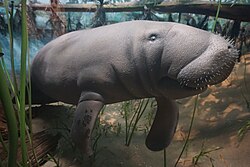 Manatee, milwaukee public museum april southeast blue springs florida
