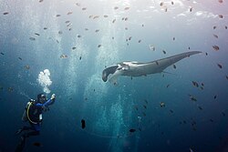 Giant oceanic manta ray (Mobula birostris)