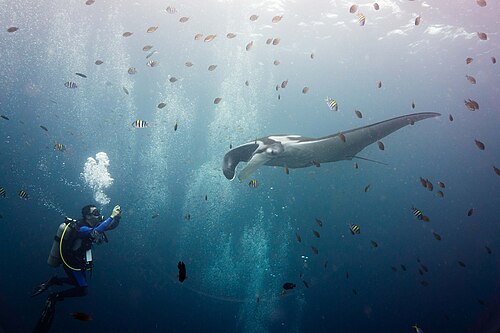 Riesenmanta