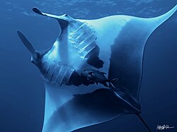 Riesenmanta