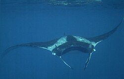 Riesenmanta