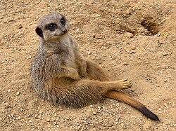 Erdmännchen