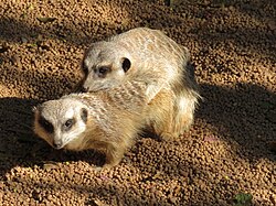 Erdmännchen, mating perth zoo september