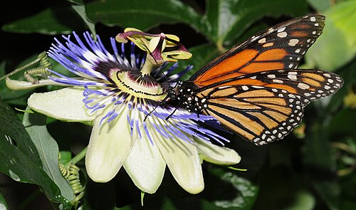 Monarchfalter