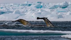 Narwal, tail above surface