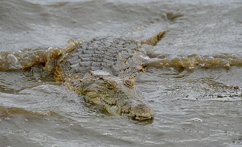 Nilkrokodil (Crocodylus niloticus), day