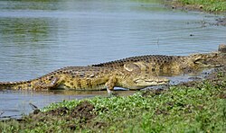 Nilkrokodil, day female getting out water
