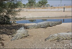 Nilkrokodil, crocoloco zachi evenor
