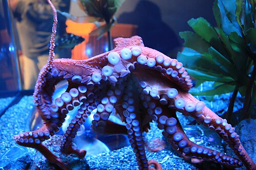 Riesenkrake (Enteroctopus dofleini)