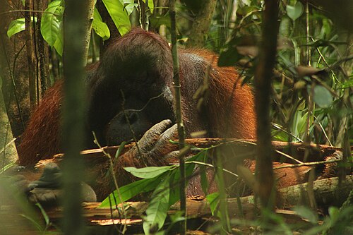 Orang-Utan (Pongo pygmaeus), kalimantan