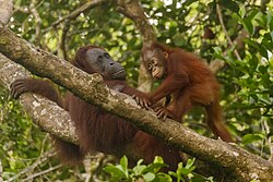 Orang-Utan, bornean tanjung putting national park