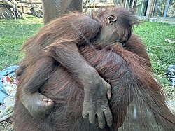 Orang-Utan, baby grip