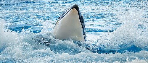 Orca, loro parque