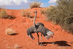 Strauss, juvenile south african kalahari desert namibia giles laurent