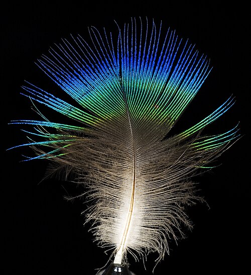 Blauer Pfau (Pavo cristatus), feather male