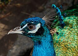 Blauer Pfau, maroparque