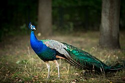 Blauer Pfau