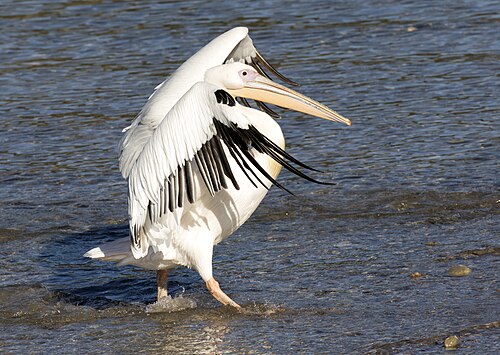 Rosapelikan (Pelecanus onocrotalus)