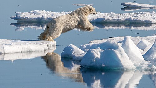 Eisbär (Ursus maritimus), drift ice region north svalbard