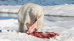 Eisbär, with its prey