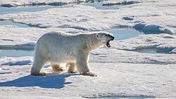 Eisbär, after unlucky hunt for seal