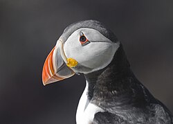 Papageitaucher (Fratercula arctica)