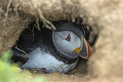 Papageitaucher, burrow