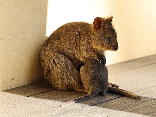Kurzschwanzkänguru, joey rottnest bakery july