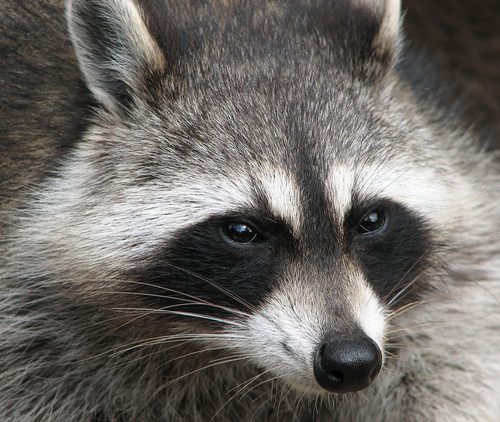 Waschbär (Procyon lotor)