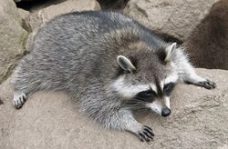 Waschbär