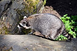 Waschbär, raton laveur commun