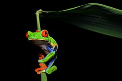 Rotaugenlaubfrosch (Agalychnis callidryas), red eyed