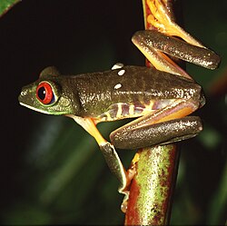 Rotaugenlaubfrosch