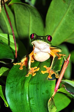 Rotaugenlaubfrosch, red eyed leaf