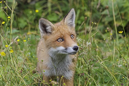 Rotfuchs, crucigera skalnate pleso