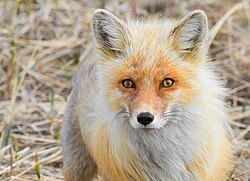 Rotfuchs, alaska