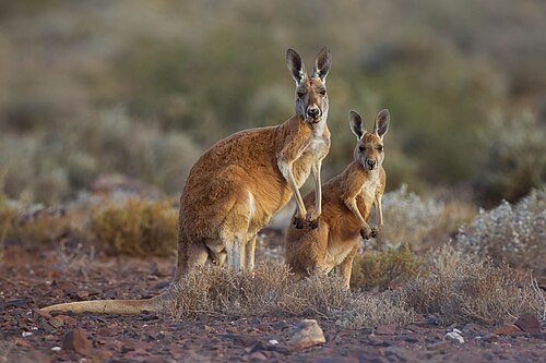 Rotes Riesenkänguru, sturt national park nsw