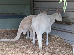Rotes Riesenkänguru, macropus australian wildlife park albany april