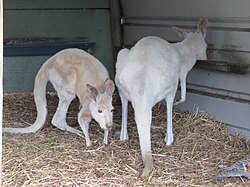 Rotes Riesenkänguru, macropus australian wildlife park albany april