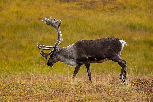 Rentier (Rangifer tarandus)