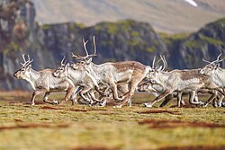 Rentier, herd running southern iceland giles laurent