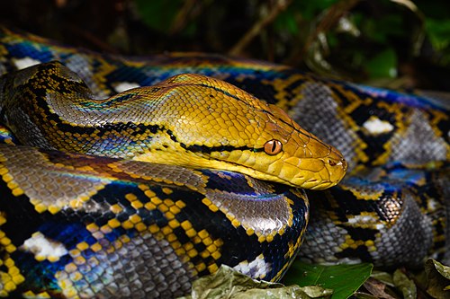 Reticulated python, kaeng krachan district phetchaburi province
