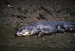 Leistenkrokodil (Crocodylus porosus)