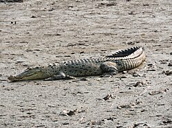 Leistenkrokodil