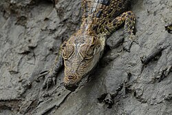 Leistenkrokodil, sundarbans national park september tisha mukherjee