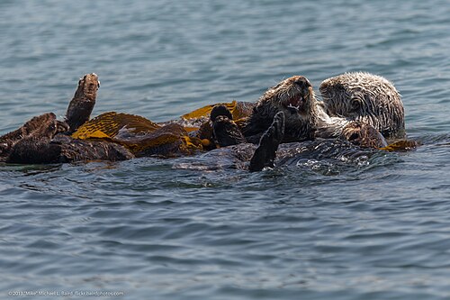 Seeotter (Enhydra lutris), raft about