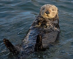 Seeotter