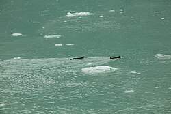 Seeotter
