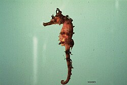 Gestreiftes Seepferdchen (Hippocampus erectus), fish4280 flickr noaa library