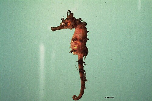 Gestreiftes Seepferdchen, fish4280 flickr noaa library